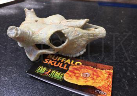 Small Skull Of Buffalo