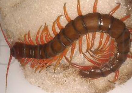 Scolopendra Sp ..(javan Black )