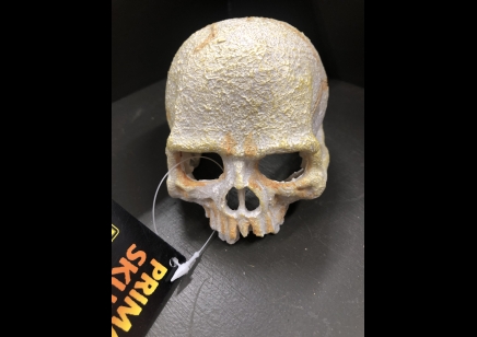 Small Skull Of Primate 11L x 8w x 8cm H