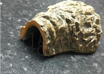 Spiderling Tunnel Hide