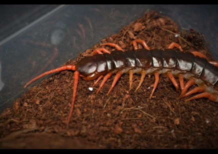 Scolopendra Subspinipes ..(thailand Yellow Leg) 