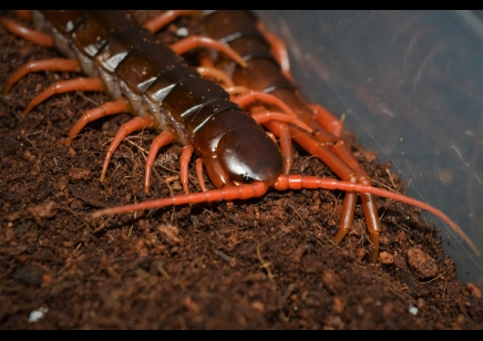 Scolopendra Subspinipes ..(thailand Yellow Leg) 