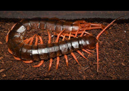 Scolopendra Subspinipes ..(thailand Yellow Leg) 