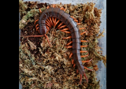 Scolopendra Subspinipes (Vietnam Red Leg)