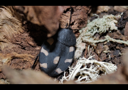 Therea petiveriana - Domino roach (CB by BugzUK) pack of 5