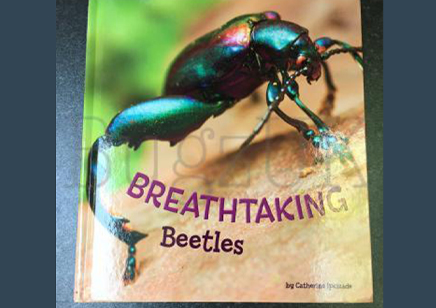 Breathtaking Beetles - Hardback- By Catherine Ipcizade