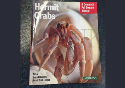 Hermit Crabs : Hermit Crabs