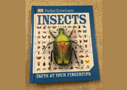 Insects : Dk Pocket Eyewitness Insects