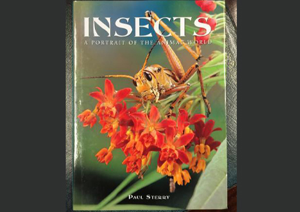 Insects : Insects A Portrait Of The Animal World