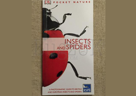 Insects : Pocket Insects And Spiders