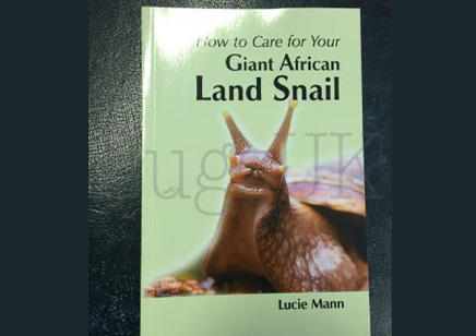 Land Snails : How To Care For Your Giant African Land Snail