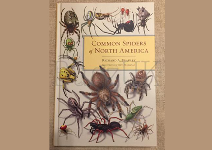 Spiders : Common Spiders Of North America