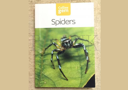 Spiders : Spiders