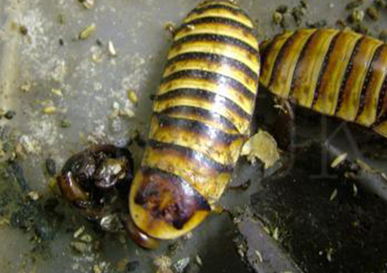 Elliptorhina javanica - Halloween Cockroach (CB by BugzUK) Sold in packs of 5