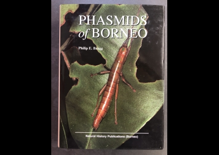 Stick Insects : Phasmids Of Borneo