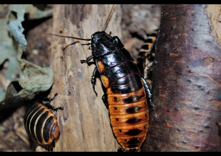 Gromphadorhina oblongata