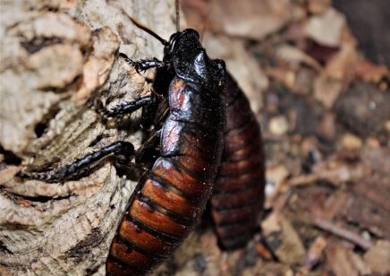 Gromphadorhina portentosa