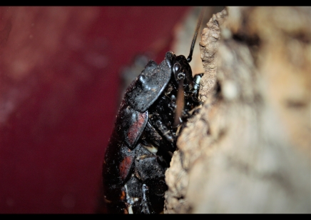 Gromphadorhina portentosa