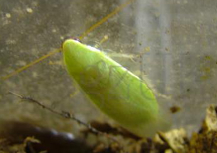 Panchlora nivea - Banana Cockroach (CB by BugzUK) - packs of 10