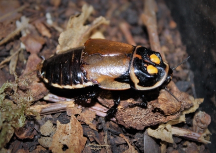 Lucihormetica verrucosa (Headlight) (C/B by BugzUK) sold in packs of 5