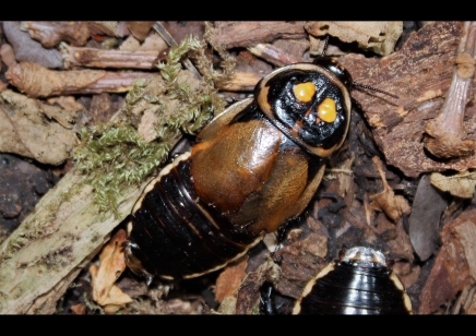 Lucihormetica verrucosa (Headlight) (C/B by BugzUK) sold in packs of 5