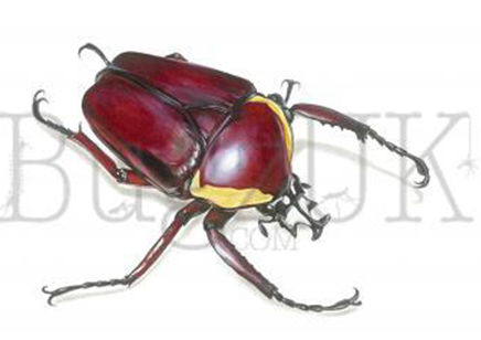 Frank Chavez : Dicronorhina Derbyana Red (print Only, Unmounted)
