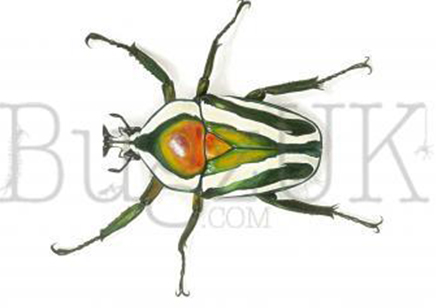 Frank Chavez : Dicronorrhina Derbyana (print Only, Unmounted)