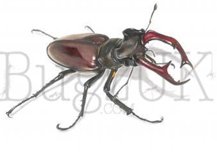 Frank Chavez : Lucanus Cervus Cervus (print Only, Unmounted)