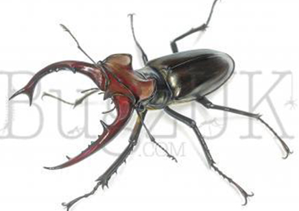 Frank Chavez : Lucanus Elaphus (print Only, Unmounted)