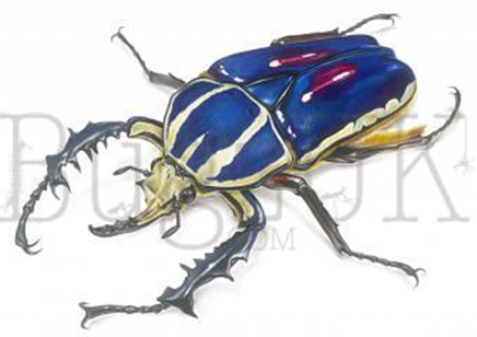 Frank Chavez : Mecynorrhina Torquata Ugandensis (print Only, Unmounted)