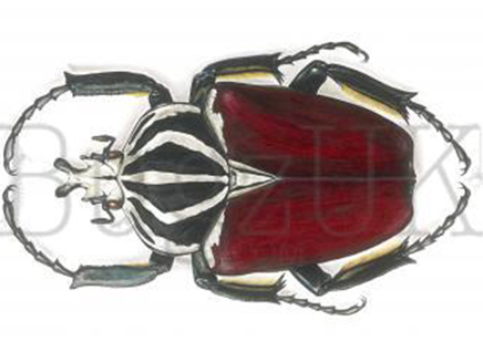 Frank Chavez : Goliathus Goliatus (print Only, Unmounted)