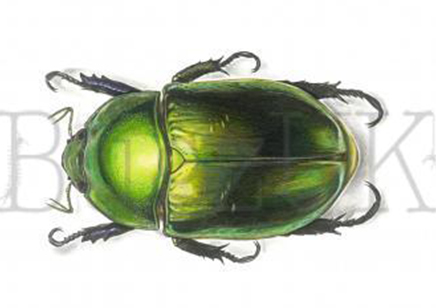 Frank Chavez : Pelidnota Cyanipes (print Only, Unmounted)