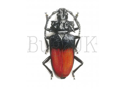 Frank Chavez Print : Solenoptera Dominicensis (print Only, Unmounted)