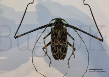 Martyn Warren : Digital Print : Acrocinus Longimanus (harlequin Beetle)