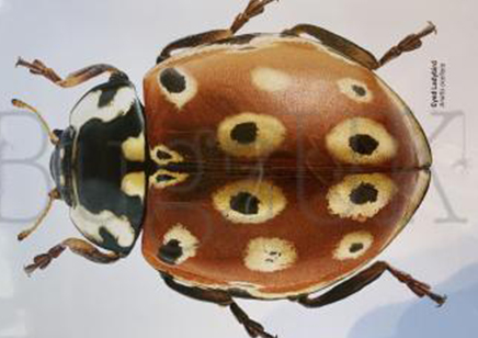 Martyn Warren : Digital Print : Anatis Ocellata (eyed Ladybird)