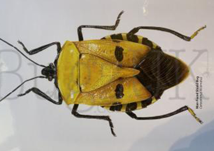 Martyn Warren : Digital Print : Catacanthus Incarnatus (man Faced Shield Bug)