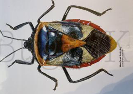 Martyn Warren : Digital Print : Catacanthus Nigripes (man- Faced Shield Bug )