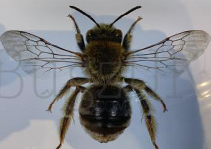 Martyn Warren : Digital Print : Eucera Longicornis (long Horned Bee)