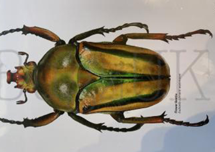 Martyn Warren : Digital Print : Eudicella Colmantii Woermanni (flower Beetle)