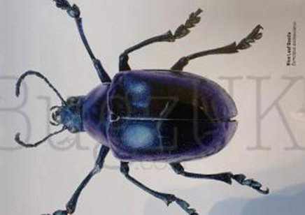 Martyn Warren : Digital Print : Eumolpus Asclepiadeus (blue Leaf Beetle)