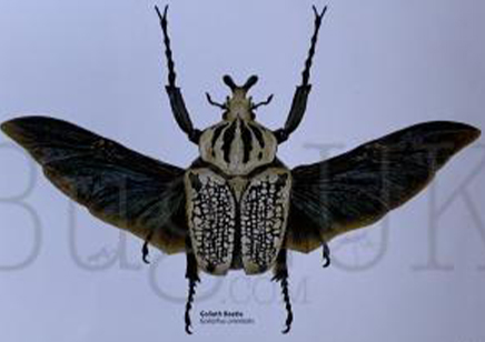 Martyn Warren : Digital Print : Goliathus Orientalis (goliath Beetle)