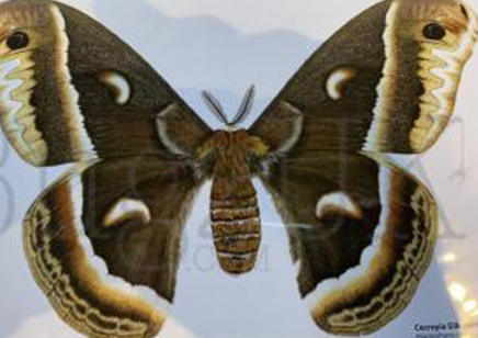 Martyn Warren : Digital Print : Hyalophora Cecropia (cecropia Silkmoth)
