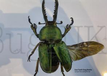 Martyn Warren : Digital Print : Lamprima Ado;phinae (saw Tooth Stag Beetle)
