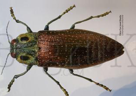 Martyn Warren : Digital Print : Lampropepla Rothschildi (false Eye Jewel Beetle)