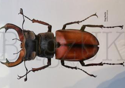 Martyn Warren : Digital Print : Lucanus Servus (stag Beetle)