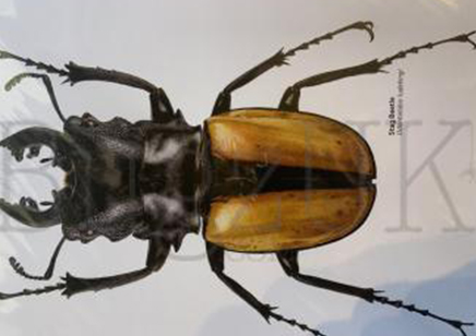 Martyn Warren : Digital Print : Odontolalabis Ludekingi (stag Beetle)