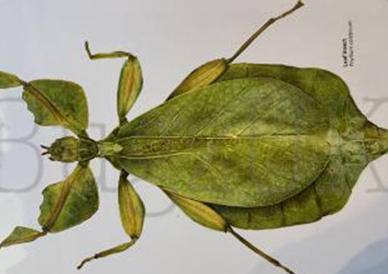 Martyn Warren : Digital Print : Phyllium Celebicum (leaf Insect)