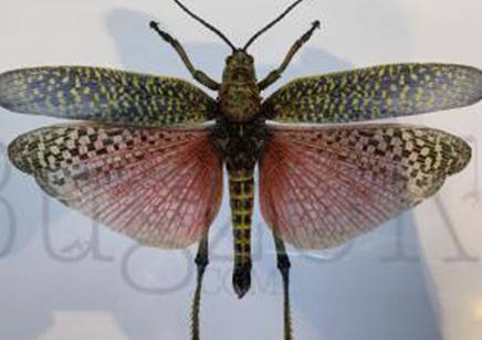 Martyn Warren : Digital Print : Phymateus Saxosus (crimson Winged Grasshopper)