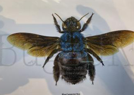 Martyn Warren : Digital Print : Xylocopa Caerulea (blue Carpenter Bee)