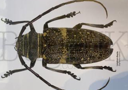 Martyn Warren : Digital Print : Zographus Aulicus (longhorn Beetle)